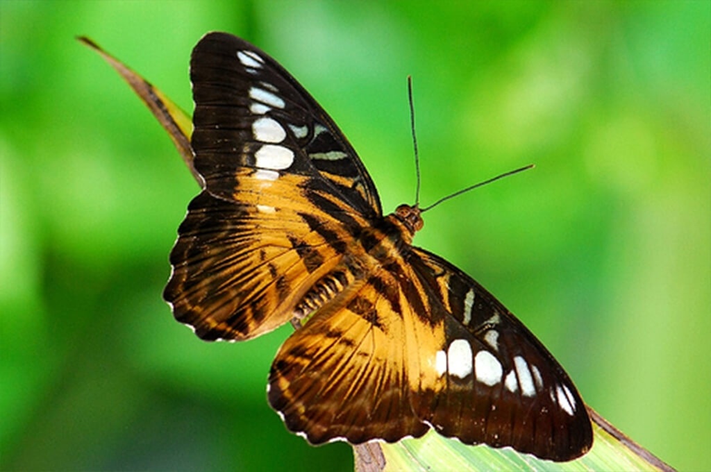  Живая бабочка Сильвия ( латинское название Parthenos Sylvia) филиппинская бабочка, имеет размер 7-8см. Живет около 2 недель. Активно летает и отлично смотрится в фейерверке из бабочек.
Доставка бабочек:
Киев доставка по городу на адрес: 100.00 грн.
Или самовывоз.
