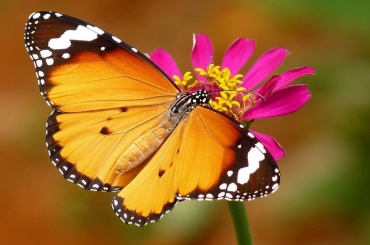 Бабочка Оранж (латинское название Danaus Chrysipus) — маленькая, но очень яркая и живучая бабочка. Очень красиво смотрится в салютое из бабочек.  Продолжительность жизни бабочки Оранж около 10 дней. Обитает  на обширной территории от  Азии до Африки.