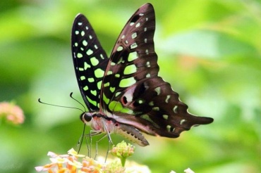 Живая бабочка Графиум (Graphium Agamemnon) живет на Филиппинах. имеет размах 7-9 см. отлично подходит для салютов из бабочек так как имеет стремительный полет. Живет Графиум недолго  —  5-7 дней.